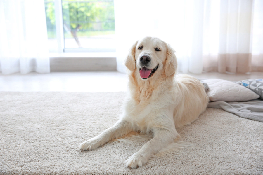 pet dog on carpet
